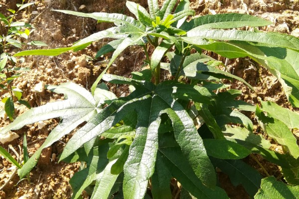 五指毛桃的种植技术，适宜在2-3月份进行移栽