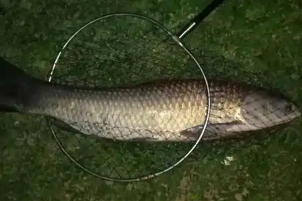 野钓青鱼什么天气最好，需要在15-30℃之间