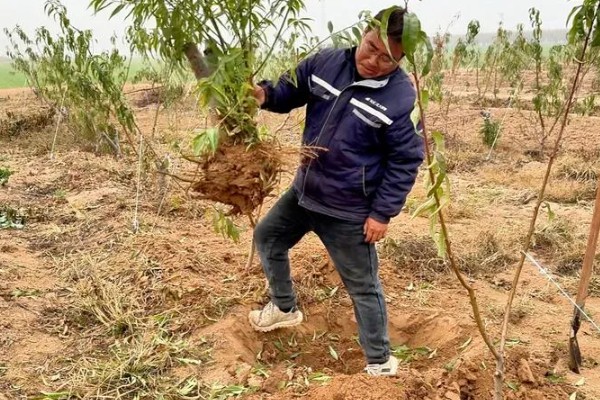五指毛桃的种植技术，适宜在2-3月份进行移栽