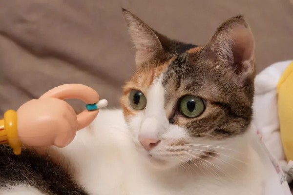 猫咪拉软便拉稀了的原因，可能是肠道寄生虫所致