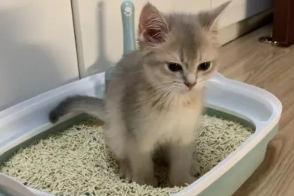 猫咪拉软便拉稀了的原因，可能是肠道寄生虫所致