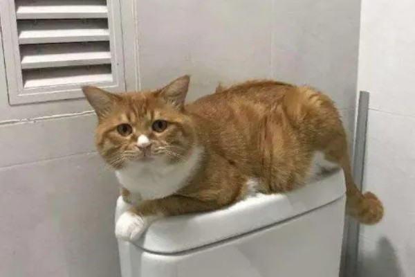 猫咪拉软便拉稀了的原因，可能是肠道寄生虫所致