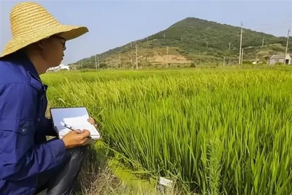 海水稻是什么发育而来的，是育种专家通过杂交育种技术得来的