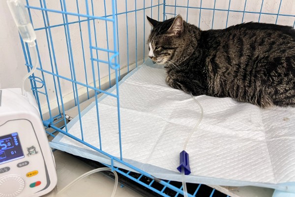 猫咪拉软便拉稀了的原因，可能是肠道寄生虫所致