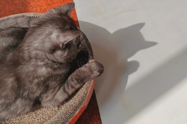 猫咪拉软便拉稀了的原因，可能是肠道寄生虫所致