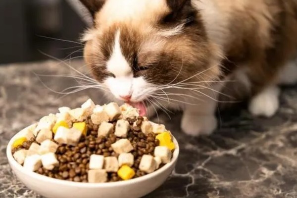 猫咪拉软便拉稀了的原因，可能是肠道寄生虫所致
