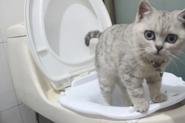 猫咪拉软便拉稀了的原因，可能是肠道寄生虫所致
