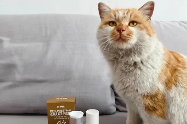 猫咪拉软便拉稀了的原因，可能是肠道寄生虫所致