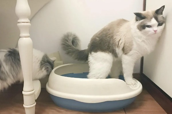 猫咪拉软便拉稀了的原因，可能是肠道寄生虫所致