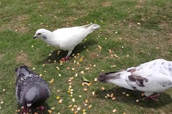 鸽子吃不吃玉米粒，是可以吃玉米粒的