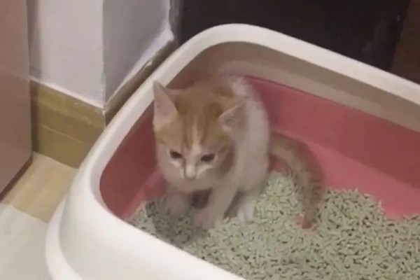 猫咪拉软便拉稀了的原因，可能是肠道寄生虫所致