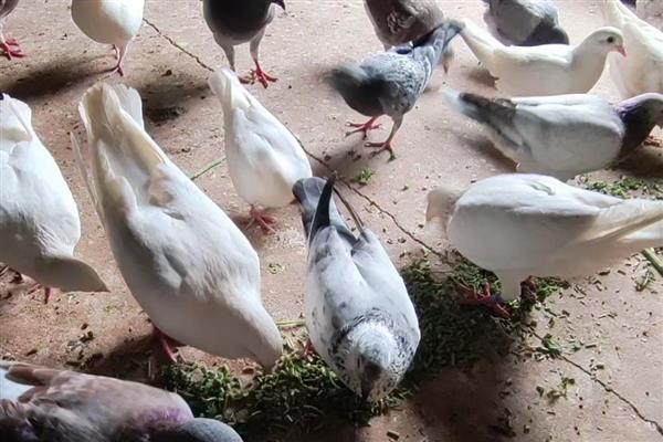 鸽子吃不吃玉米粒，是可以吃玉米粒的