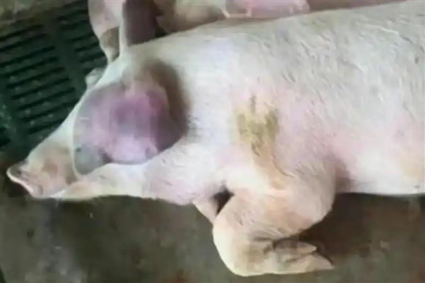 猪蓝耳病有什么症状，母猪会出现高热、厌食、难以呼吸等情况