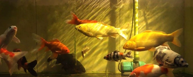 锦鲤胡子断了还能不能长，锦鲤胡子断了也能长