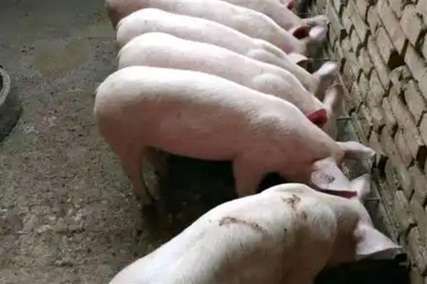 猪蓝耳病有什么症状，母猪会出现高热、厌食、难以呼吸等情况