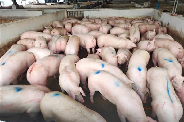 猪蓝耳病有什么症状，母猪会出现高热、厌食、难以呼吸等情况