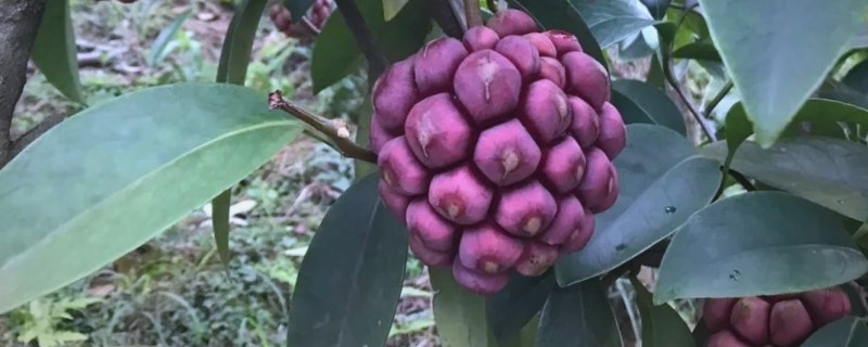 黑老虎的繁殖方法，可实生繁殖也可扦插繁殖