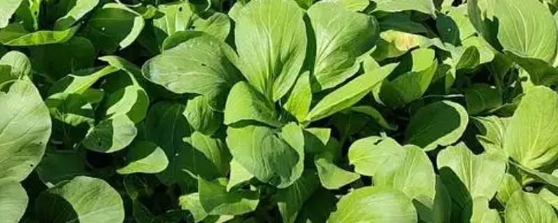 蔬菜换茬时要注意什么，粪肥需腐熟才能使用