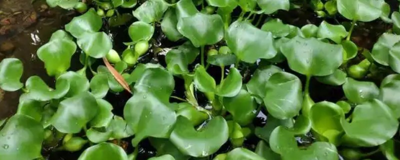 水葫芦是什么植物，是浮水草本植物