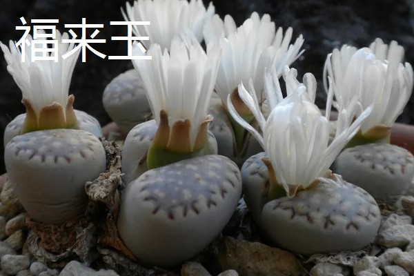 有什么好看的生石花，福来玉、日轮玉等品种有很高的观赏价值