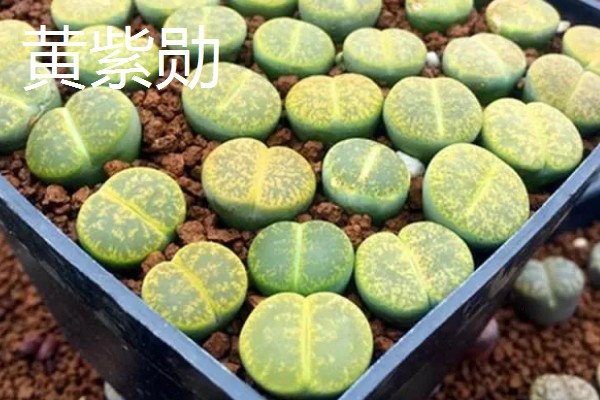 有什么好看的生石花，福来玉、日轮玉等品种有很高的观赏价值