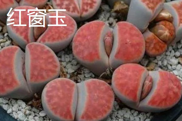 有什么好看的生石花，福来玉、日轮玉等品种有很高的观赏价值