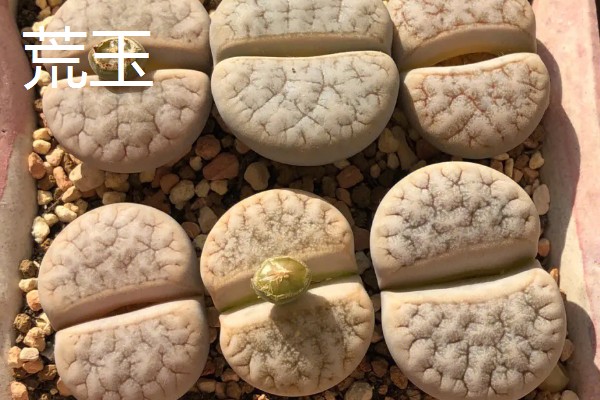 有什么好看的生石花，福来玉、日轮玉等品种有很高的观赏价值