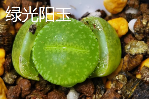 有什么好看的生石花，福来玉、日轮玉等品种有很高的观赏价值