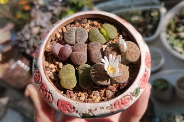 有什么好看的生石花，福来玉、日轮玉等品种有很高的观赏价值