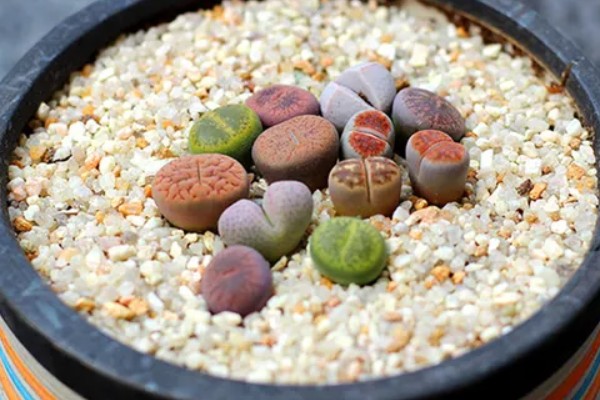 有什么好看的生石花，福来玉、日轮玉等品种有很高的观赏价值