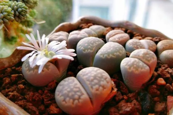 有什么好看的生石花，福来玉、日轮玉等品种有很高的观赏价值