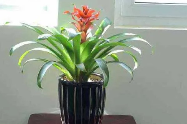 鸿运当头花的寓意，寓意吉祥、喜庆等