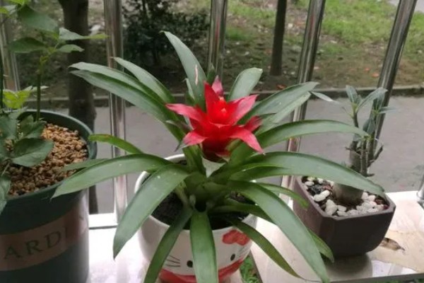 鸿运当头花的寓意，寓意吉祥、喜庆等