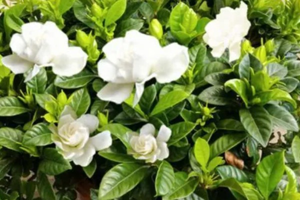 成都的栀子花什么时候开，6月正是栀子花开时节