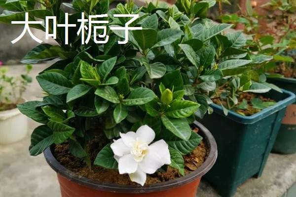 成都的栀子花什么时候开，6月正是栀子花开时节