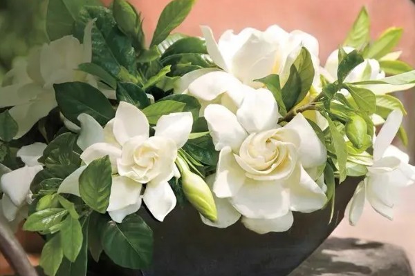 成都的栀子花什么时候开，6月正是栀子花开时节