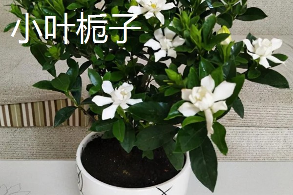 成都的栀子花什么时候开，6月正是栀子花开时节
