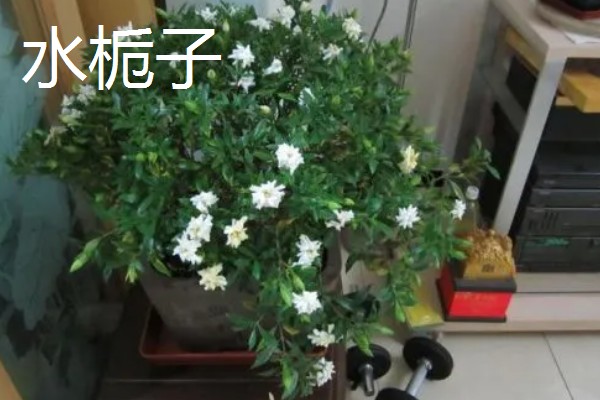 成都的栀子花什么时候开，6月正是栀子花开时节
