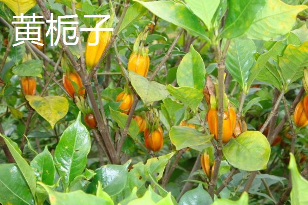 成都的栀子花什么时候开，6月正是栀子花开时节