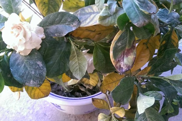 成都的栀子花什么时候开，6月正是栀子花开时节