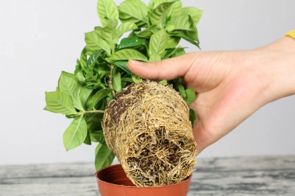 成都的栀子花什么时候开，6月正是栀子花开时节