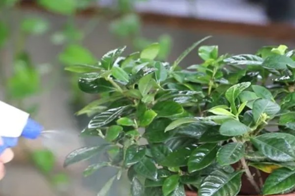 成都的栀子花什么时候开，6月正是栀子花开时节