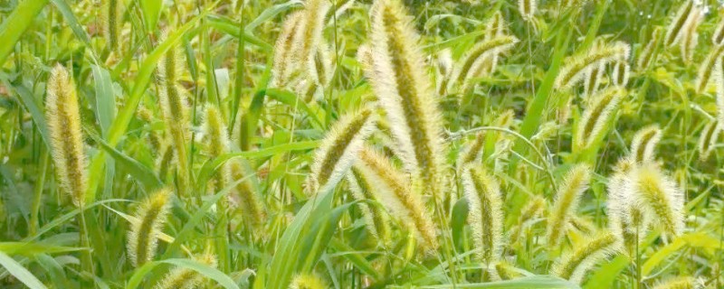 狗尾巴草的外形特点，其花朵为圆锥花序
