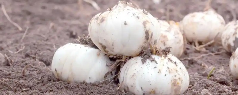 中国有什么百合产地,兰州百合具有很高的知名度