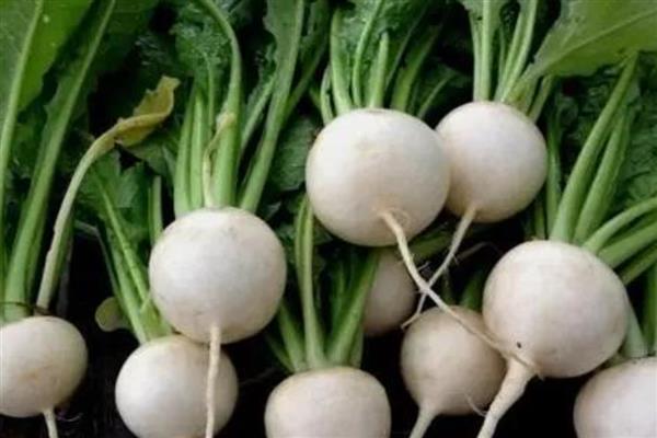 萝卜种植哪个品种好，推荐红玉萝卜、白玉芜菁等