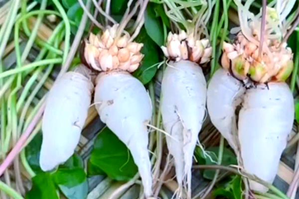萝卜种植哪个品种好，推荐红玉萝卜、白玉芜菁等