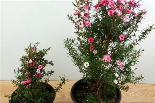 松红梅适合在家里养吗，适合在家里养