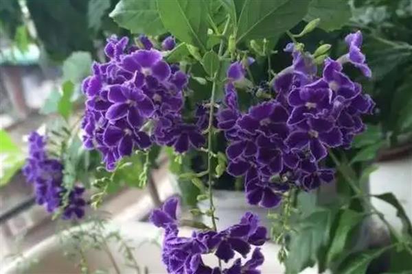 巧克力花冬天怎么养，要给予植株充足的光照