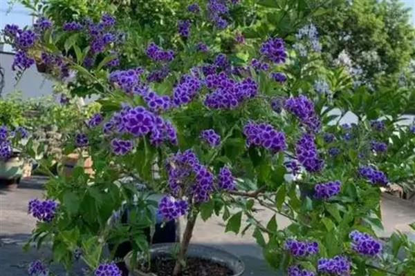 巧克力花冬天怎么养，要给予植株充足的光照