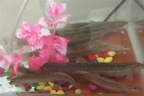 泥鳅吃什么食物，可以投喂蛆虫、蚯蚓等